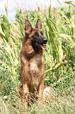 BERGER ALLEMAND 335